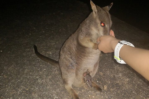 Private Tour To Paronella Park, Historic Village Herberton And Wild Life Wallaby - Inverell Accommodation 0