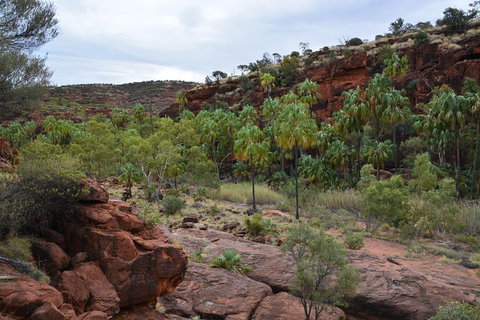 Palm Valley And Hermannsburg 1 Day 4WD Tour - Inverell Accommodation 4