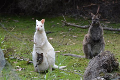 Full-Day Guided Bruny Island Tour From Hobart - Inverell Accommodation 0