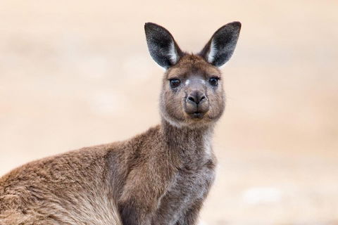Kangaroo Island Luxury Small Group 'East End Explorer' Full Day Tour - Inverell Accommodation 1
