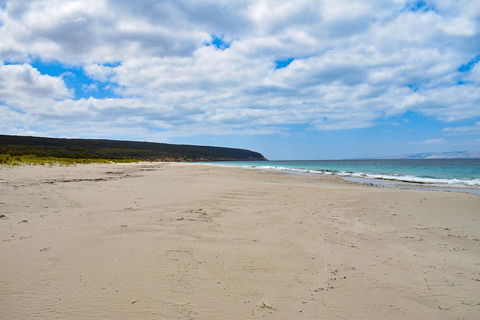 Kangaroo Island Luxury Small Group 'East End Explorer' Full Day Tour - Inverell Accommodation 3