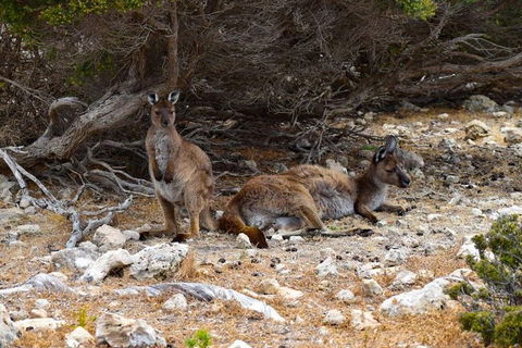 Kangaroo Island Luxury Small Group 'East End Explorer' Full Day Tour - Inverell Accommodation 4