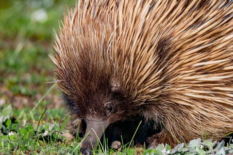 Kangaroo Island Luxury Small Group 'East End Explorer' Full Day Tour - Inverell Accommodation 5