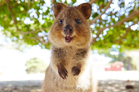 Discover Rottnest With Ferry & Bus Tour From Perth Or Fremantle - Inverell Accommodation 0