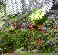 Australian Butterfly Sanctuary - Inverell Accommodation