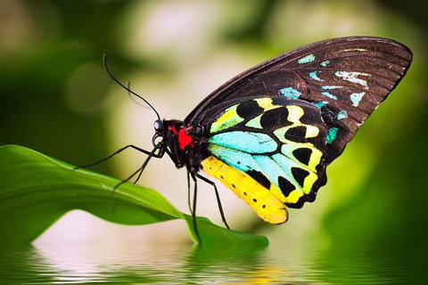 Australian Butterfly Sanctuary - Inverell Accommodation 4