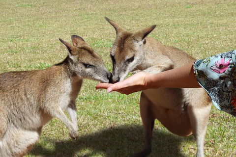 Kuranda Rainforestation & Kuranda Scenic Rail - Inverell Accommodation 4