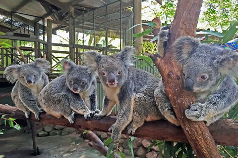 Kuranda Rainforestation & Kuranda Scenic Rail - Inverell Accommodation 5