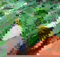 Australian Butterfly Sanctuary- Virtual Interactive Tour With Private Guide - Inverell Accommodation