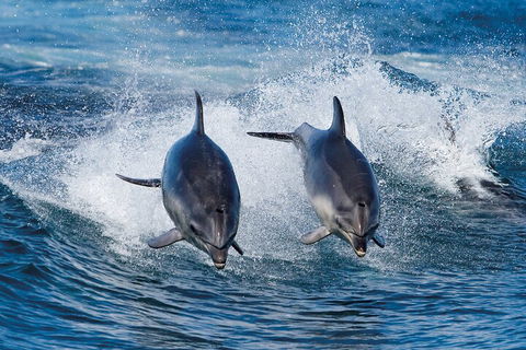 Full-Day Bruny Island Cruises Day Tour From Hobart - Inverell Accommodation 5