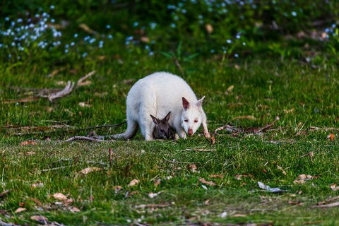 Bruny Island Traveller - Gourmet Tasting And Sightseeing Day Trip From Hobart - Inverell Accommodation 3