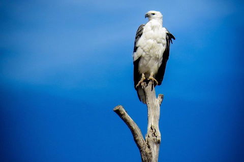 Kangaroo Island 75-Minute Ocean Safari - Inverell Accommodation 0