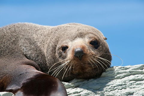 Kangaroo Island 75-Minute Ocean Safari - Inverell Accommodation 1