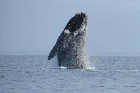 Kangaroo Island 75-Minute Ocean Safari - Inverell Accommodation 2