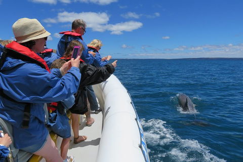Kangaroo Island 75-Minute Ocean Safari - Inverell Accommodation 3