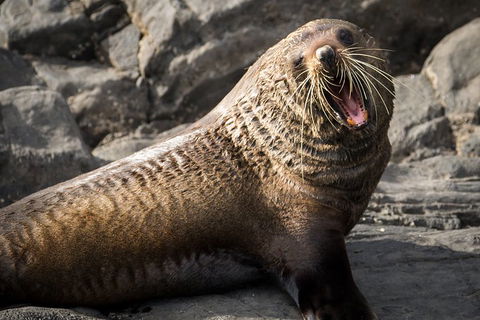 Kangaroo Island 75-Minute Ocean Safari - Inverell Accommodation 5