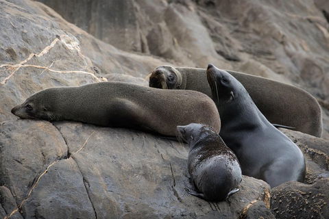 Kangaroo Island Ocean Safari - Snorkeling Safari - Inverell Accommodation 0
