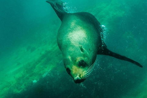 Kangaroo Island Ocean Safari - Snorkeling Safari - Inverell Accommodation 1