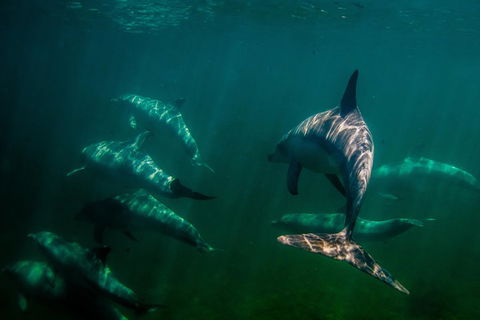 Kangaroo Island Ocean Safari - Snorkeling Safari - Inverell Accommodation 2