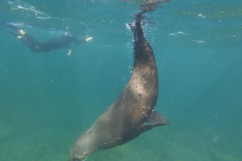 Kangaroo Island Ocean Safari - Snorkeling Safari - Inverell Accommodation 3