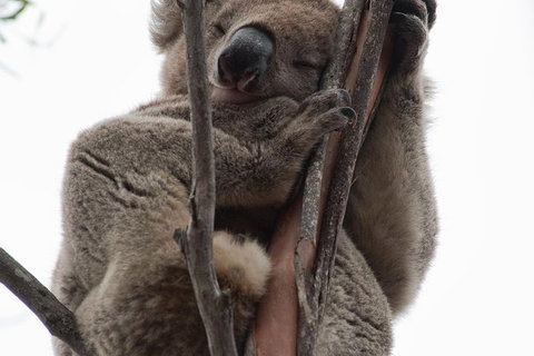 2-Day Kangaroo Island 4WD Small-Group Tour From Adelaide - Inverell Accommodation 0