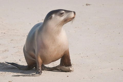 2-Day Kangaroo Island 4WD Small-Group Tour From Adelaide - Inverell Accommodation 4