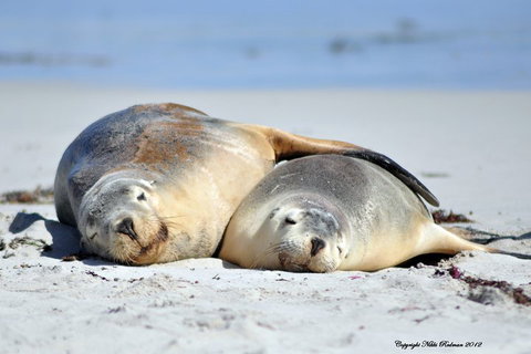 NEW TOUR - Kangaroo Island Road To Recovery Tour (1 Day/1 Night) - Inverell Accommodation 1