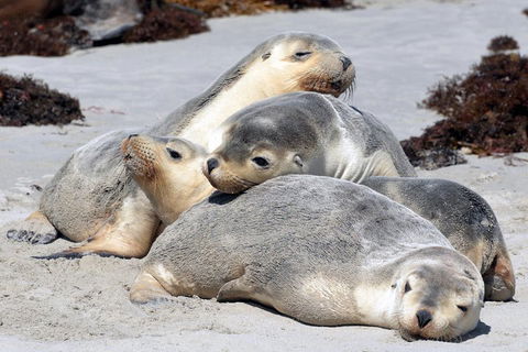 Small-Group Kangaroo Island 4WD Tour From Adelaide - Inverell Accommodation 1