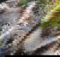 Kuranda Koala Gardens and Birdworld Admission Tickets - Inverell Accommodation