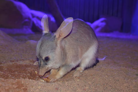Kuranda Wildlife Experience Three Attraction Pass - Inverell Accommodation 0