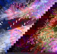 Cairns Aquarium by Twilight with 3-Course Dinner - Inverell Accommodation