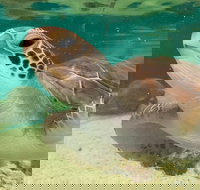 Cairns Aquarium Marine Life Encounter Ticket with 2-Course Lunch - Inverell Accommodation