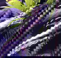 Cairns Aquarium Admission Ticket - Inverell Accommodation