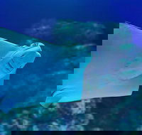 Cairns Aquarium Family Ticket - Inverell Accommodation