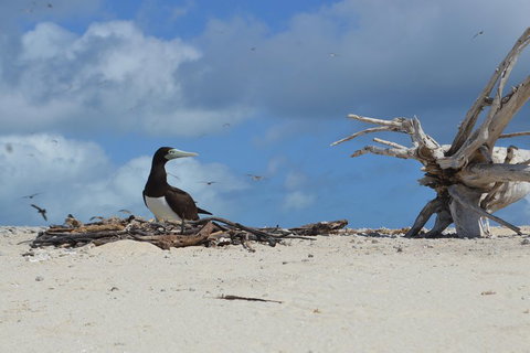 Seastar Luxury Outer Great Barrier Reef Island And Reef Tour From Cairns - Inverell Accommodation 1