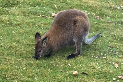 Cradle Mountain Day Tour From Launceston Including Lunch - Inverell Accommodation 5