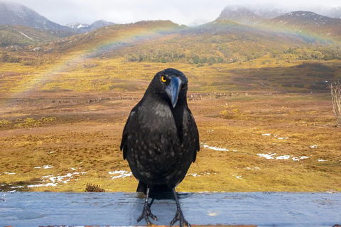 Cradle Mountain Park Explorer Guided Tour - Inverell Accommodation 2
