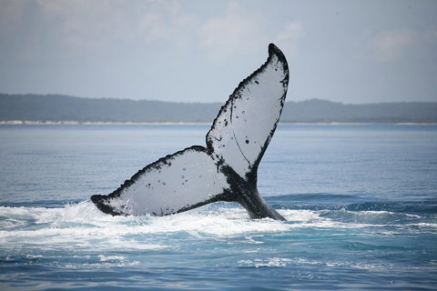 Hervey Bay Whale Watching Cruise - Inverell Accommodation 0