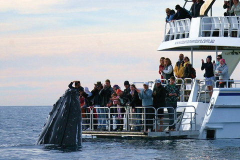 Hervey Bay Whale Watching Cruise - Inverell Accommodation 1