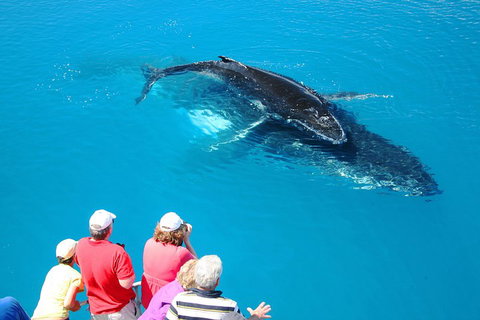 Hervey Bay Whale Watching Cruise - Inverell Accommodation 2