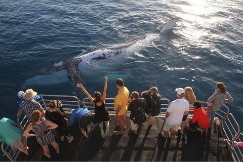 Hervey Bay Whale Watching Cruise - Inverell Accommodation 4