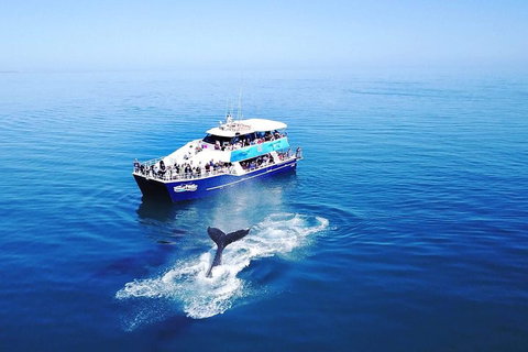 Hervey Bay Whale Watching Cruise - Inverell Accommodation 5