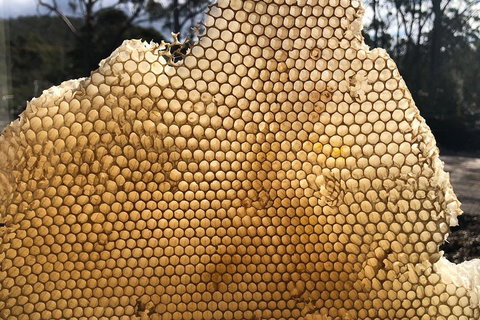 Bruny Island Day Tour, Includes Lunch And Exclusive Lighthouse Tour - Inverell Accommodation 1