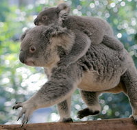 Lone Pine Koala Sanctuary Admission with Brisbane River Cruise - Inverell Accommodation