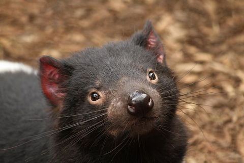 Day Tour In Mt. Field, Mt. Wellington, Bonorong Wildlife Sanctuary And Richmond - Inverell Accommodation 4