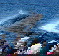 Tangalooma Island Resort Whale Watching Day Cruise - Inverell Accommodation