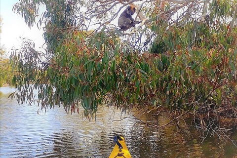 Kangaroo Island Self-Guided Kayaking On The Harriet River - Inverell Accommodation 4