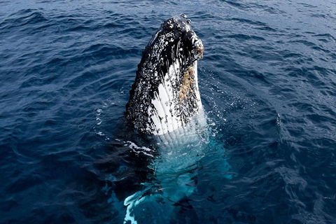 Phillip Island Whale Watching Tour - Inverell Accommodation 0