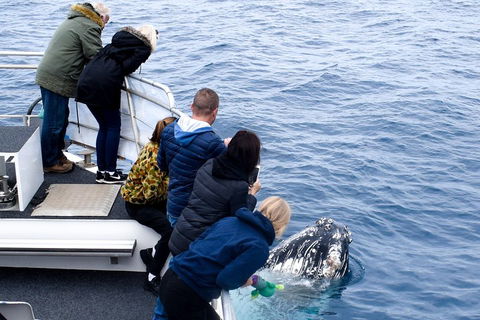 Phillip Island Whale Watching Tour - Inverell Accommodation 1