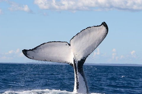 Phillip Island Whale Watching Tour - Inverell Accommodation 3